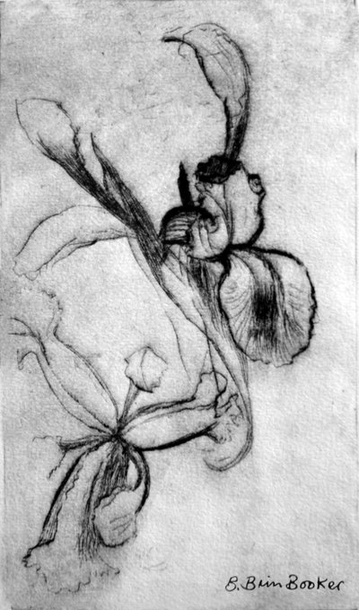 Irises by Brenda Brin Booker